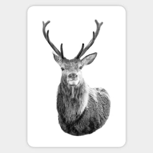 Monarch of the Glen (B&W) Sticker